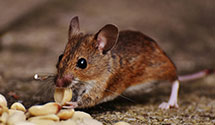 24 Hour & Emergency Exterminators in Fairmont, CO